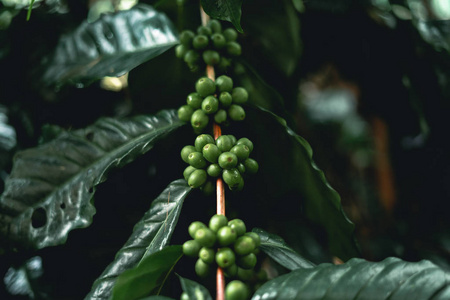 红樱桃咖啡豆阿拉比卡自然界