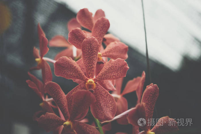 花 兰科或兰花花 紫色和红色 自然美丽的花朵在花园里照片 正版商用图片0tg1og 摄图新视界 花 兰科或兰花花 紫色和红色 自然美丽的花朵在花园里照片 正版商用图片0tg1og 摄图新视界