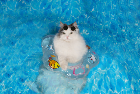 手绘卡瓦伊滑稽猫美人鱼游泳海矢量插图可爱的威尔士科吉狗和英国龙海