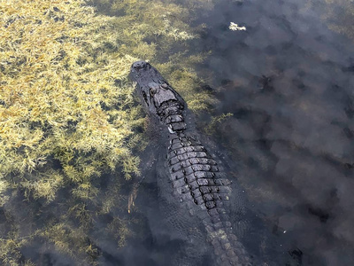 佛罗里达绿礁湿地沼泽岸边的大鳄鱼