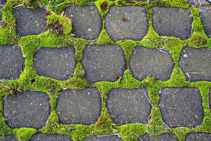 苔藓和瓷砖的图案丝质苔藓在瓷砖铺装之间向阳光照射