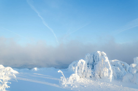 晚上多雪的冬季森林图片