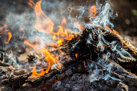 在森林里火烧明亮炽热的火焰照片