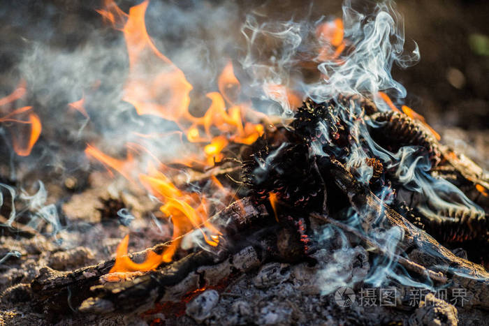 在森林里火烧明亮炽热的火焰
