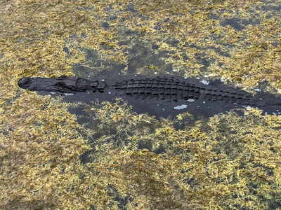 佛罗里达绿礁湿地沼泽岸边的大鳄鱼