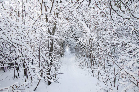 隧道, 在冬季森林的小道, 树木覆盖着雪, 选择性的焦点。圣诞假期背景