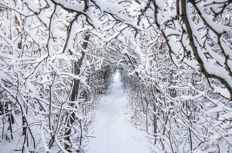 隧道, 在冬季森林的小道, 树木覆盖着雪, 选择性的焦点。圣诞假期背景