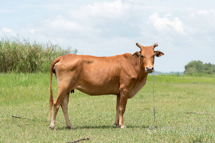 褐色的母牛在草地上