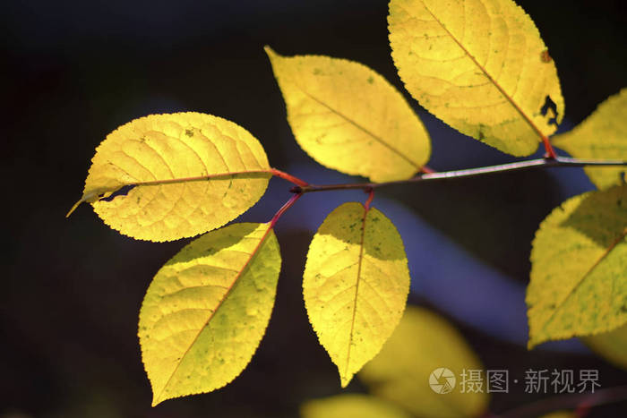 秋天的树叶树枝上