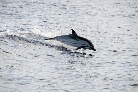 Dolphin medan hoppa i det djupa bl havet