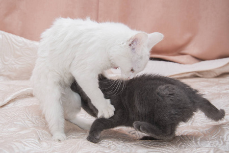 灰色小猫和一只白色的猫一起玩