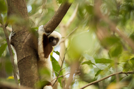 罕见的狐猴加冕狐猴, Propithecus Coquerel, 从附近的一棵树上观看, Ankarafantsika 保护区