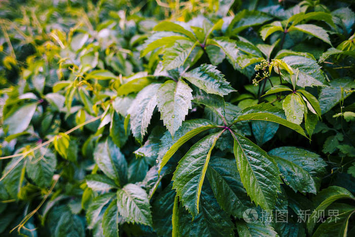 野生植物的叶子