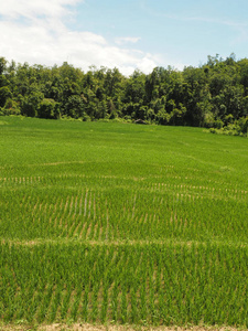 水稻的绿色梯田在泰国清迈