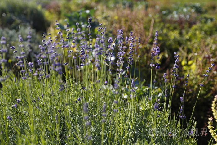 薰衣草是薄荷科的一种芳香的小常绿灌木, 有狭窄的叶子和紫色的花.薰