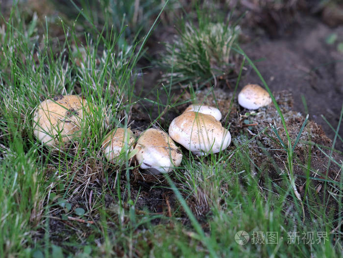 新鲜森林白蘑菇作为野生动物的元素