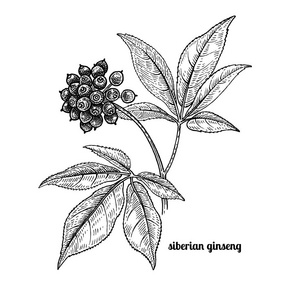 人参叶子图片-人参叶子素材-人参叶子插画-摄图新视界
