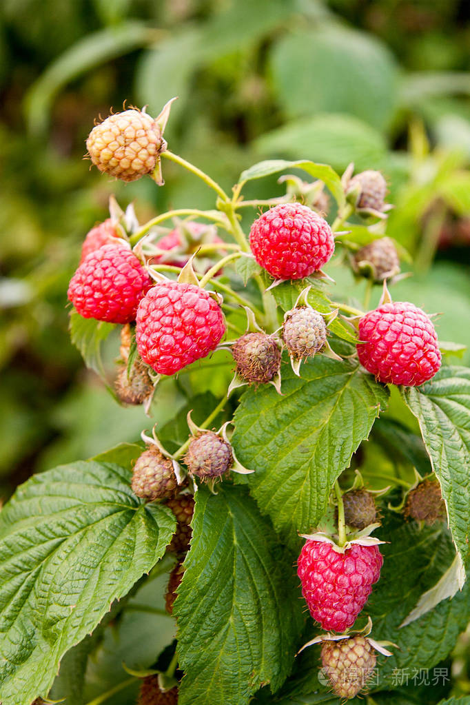 关闭在果树园里的成熟和不成熟的覆盆子.