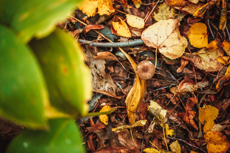 蘑菇上的树桩和秋天离开地面在森林里