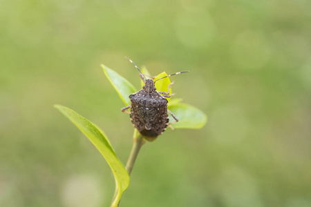 绿树盾 Palomena prasina 的 bug