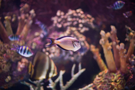 在水族馆的热带海水鱼