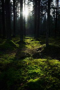 阳光穿过松树林图片