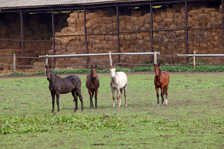 在农场里的四匹马