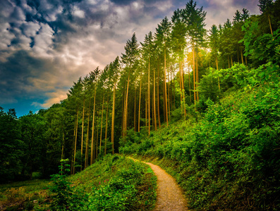 在美丽的树林的远足路径和日落全景, 鼓舞人心的夏季景观在森林照片