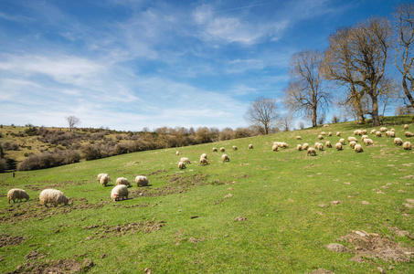 在山草地上吃草的羊群