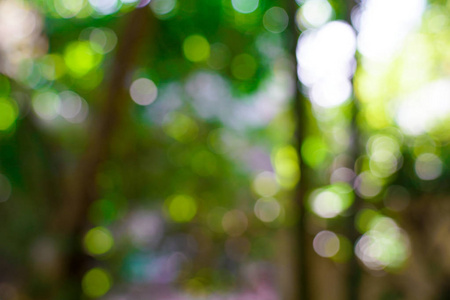 新鲜的自然绿色模糊和 bokeh 背景