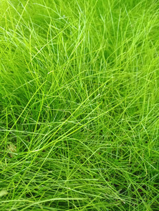绿色明亮多汁的草