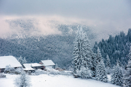 冬季乡村景观雪覆盖的树木和丘陵