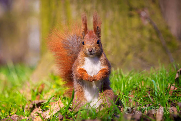 可爱小松鼠在草地上