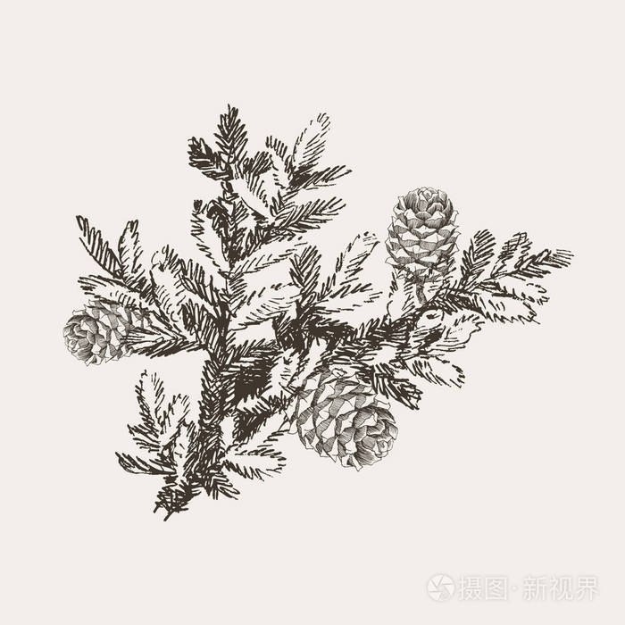 插画 冷杉树分支与锥体向量例证.手绘单色素描.