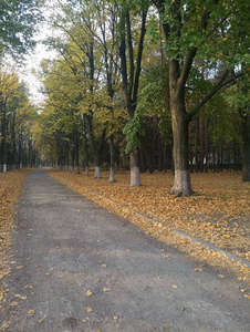 秋季景观道路, 公园, 胡同和黄叶