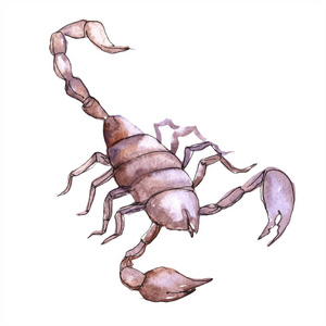 绘制的蝎子图片-绘制的蝎子素材-绘制的蝎子插画-摄图新视界