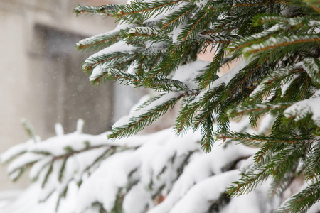 绿色圣诞树树枝在雪