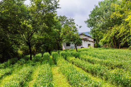 中国杭州茶树田与传统中国住宅的看法