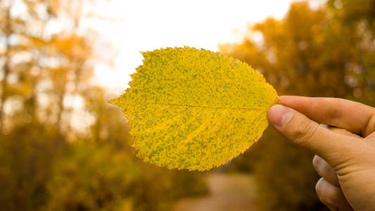 人类手拿着黄叶在天空和树木的背景。公园里的秋季季节构成