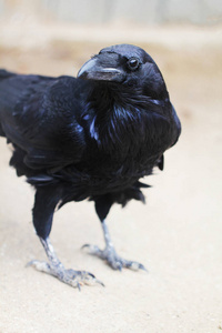 黑乌鸦的小鸟关闭