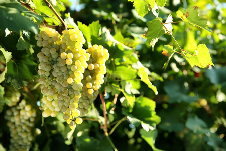 在葡萄园中生长的新鲜成熟多汁葡萄