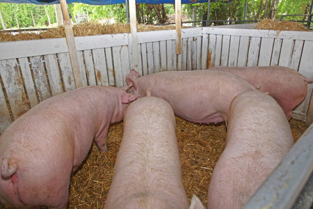 农场里的几个大猪