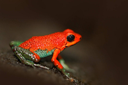 异国热带红青蛙