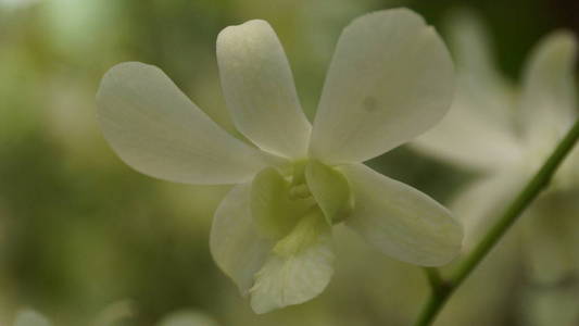吉隆坡花园中的白兰花图片