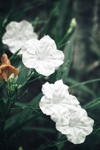 美丽的白色花朵背景, 特写