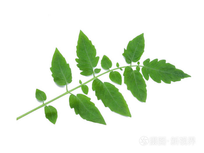 白色背景上的番茄叶片分离