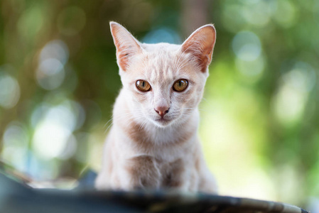 生姜小猫脸的肖像, 可爱的宠物