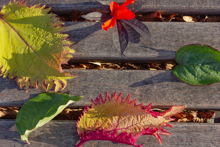 五颜六色的落叶装饰在木桌上在晚上日落温暖的阳光