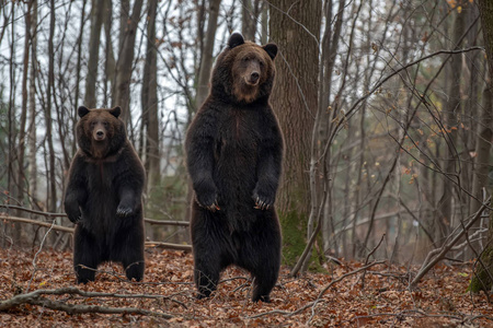 芬兰站棕熊 (乌尔苏斯阿克托斯) 站在秋林用后腿照片