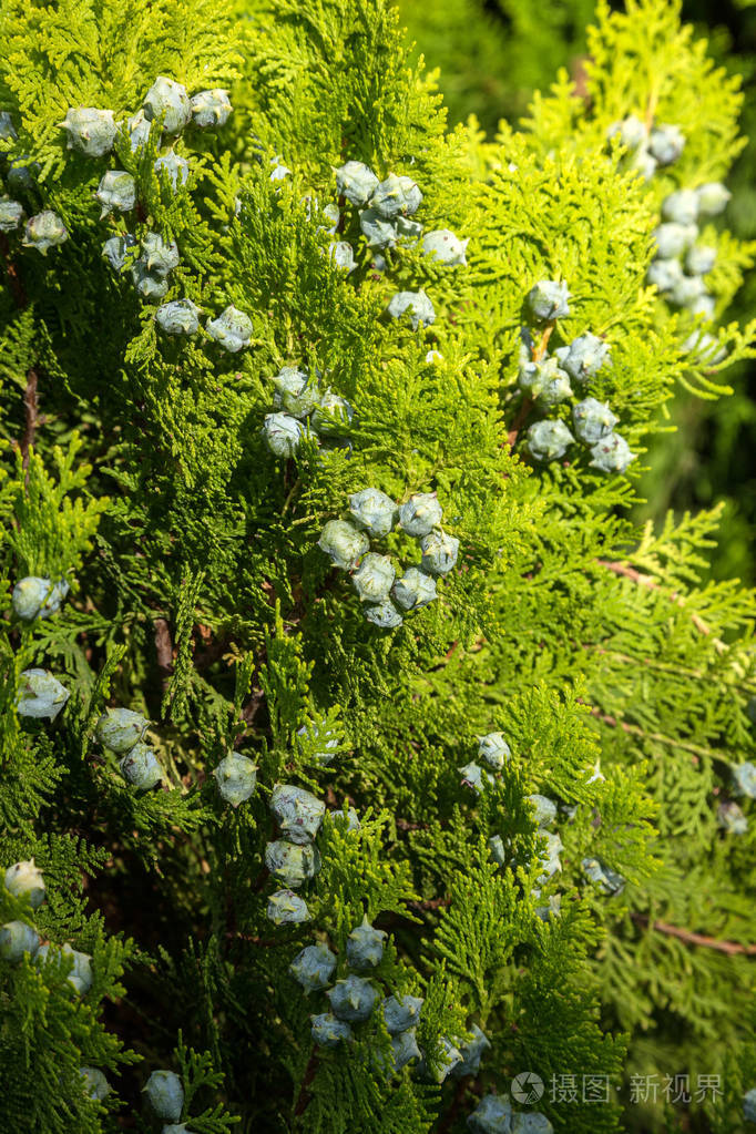 浆果在杜松子树枝上成熟.草药